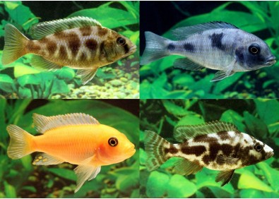 Ciclides africains assortis - Cichlidés africains - Comptoir du Poisson exotique