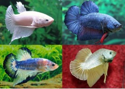 Betta plakat mâle assortis - Betta plakat - Comptoir du Poisson exotique