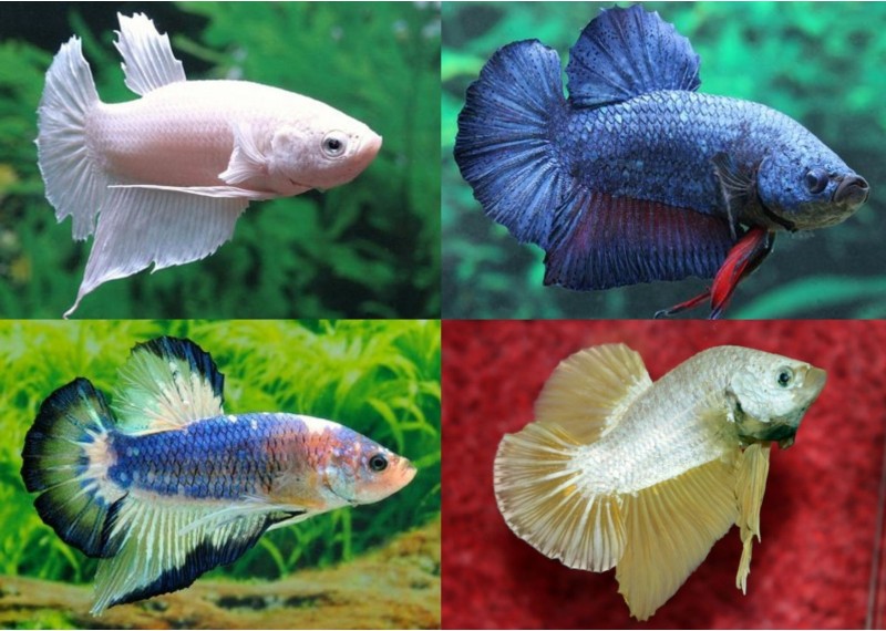 Betta plakat mâle assortis - Betta plakat - Comptoir du Poisson exotique