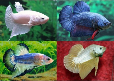 Betta plakat mâle assortis - Betta plakat - Comptoir du Poisson exotique