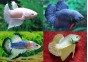 Betta plakat mâle assortis - Betta plakat - Comptoir du Poisson exotique