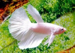 Betta halfmoon select mâle snow white - Betta halfmoon séléction - Comptoir du Poisson exotique