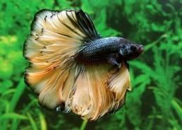 Betta halfmoon select mâle mustard - Betta halfmoon séléction - Comptoir du Poisson exotique