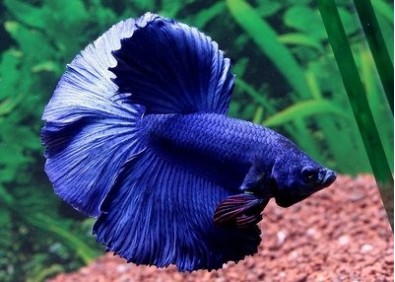 Betta halfmoon select mâle mask bleu - Betta halfmoon séléction - Comptoir du Poisson exotique