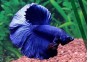 Betta halfmoon select mâle mask bleu - Betta halfmoon séléction - Comptoir du Poisson exotique