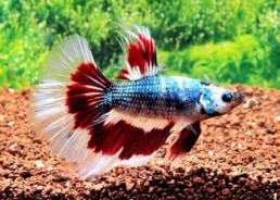 Betta halfmoon select mâle fancy - Betta halfmoon séléction - Comptoir du Poisson exotique