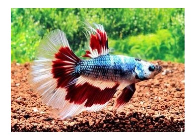 Betta halfmoon select mâle fancy - Betta halfmoon séléction - Comptoir du Poisson exotique