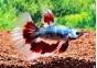 Betta halfmoon select mâle fancy - Betta halfmoon séléction - Comptoir du Poisson exotique