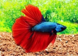 Betta halfmoon select mâle bicolore - Betta halfmoon séléction - Comptoir du Poisson exotique