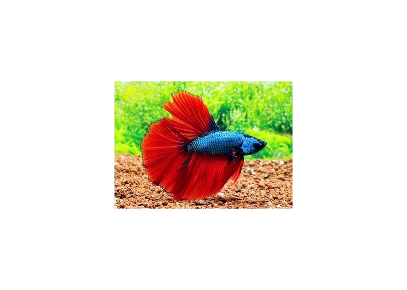 Betta halfmoon select mâle bicolore - Betta halfmoon séléction - Comptoir du Poisson exotique