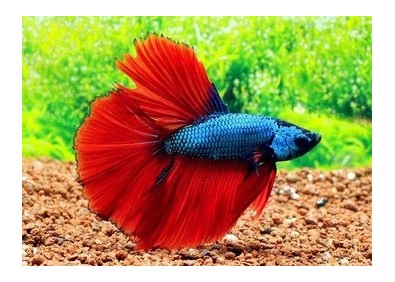 Betta halfmoon select mâle bicolore - Betta halfmoon séléction - Comptoir du Poisson exotique