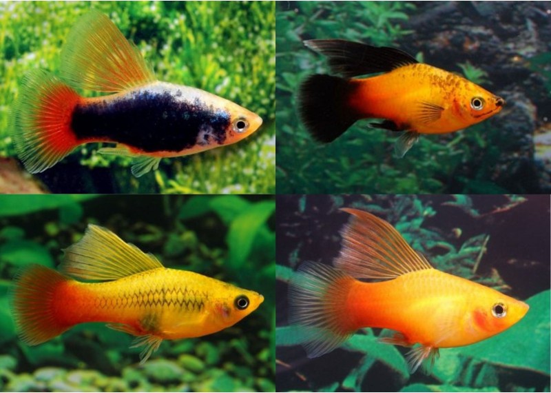 Platy voile assortis - Platy voile - Comptoir du Poisson exotique