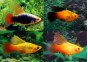 Platy voile assortis - Platy voile - Comptoir du Poisson exotique