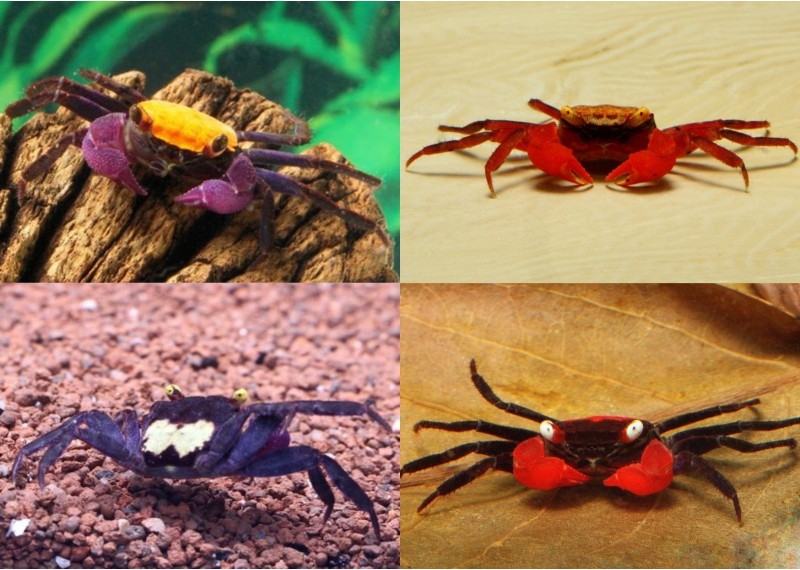 Crabe vampire assorti - Crabe - Comptoir du Poisson exotique