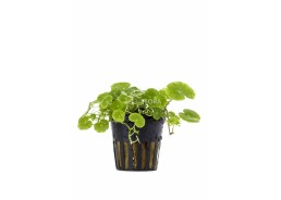 Hydrocotyle leucocephala - XL Pot 9cm - NOUVEAU ! - Plantes en pots xl - Comptoir du Poisson exotique