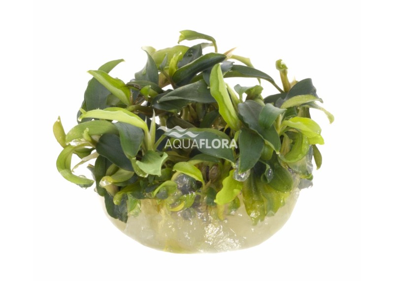 Bucephalandra 'Wavy Green' - In Vitro Cup - Eco scape - cup in vitro - Comptoir du Poisson exotique