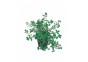 Rotala rotundifolia 'H'ra' - Pot 5,5cm - Plantes en pots de 5,5cm - aquarium - Comptoir du Poisson exotique