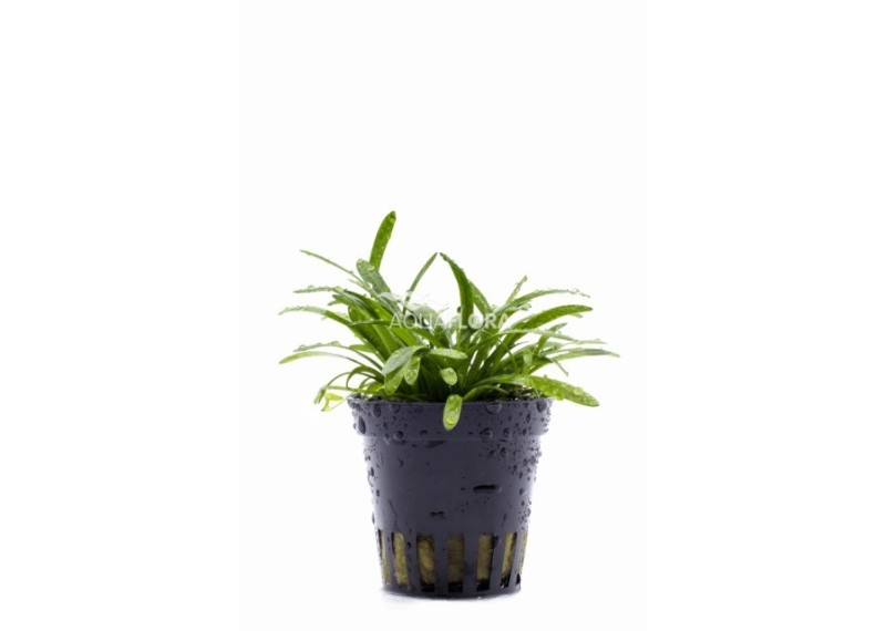 Sagittaria subulata - Pot 5,5cm - Plantes en pots de 5,5cm - aquarium - Comptoir du Poisson exotique
