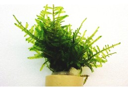 Taxiphyllum species - eco ring - Eco ring - Comptoir du Poisson exotique