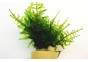 Taxiphyllum species - eco ring - Eco ring - Comptoir du Poisson exotique