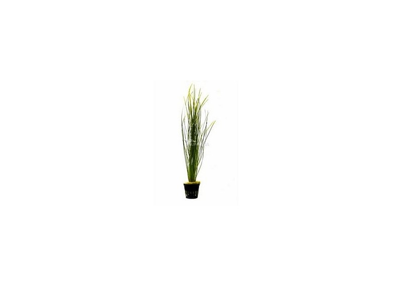 Vallisneria nana - Pot 5,5cm - Plantes en pots de 5,5cm - aquarium - Comptoir du Poisson exotique
