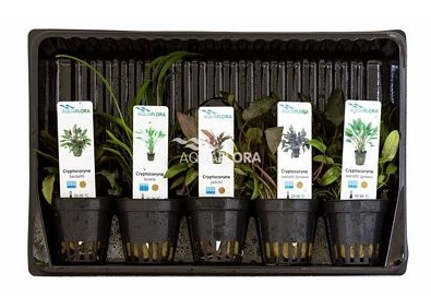 Cryptocoryne mix - Pot 5,5cm - Plantes en pots de 5,5cm - aquarium - Comptoir du Poisson exotique