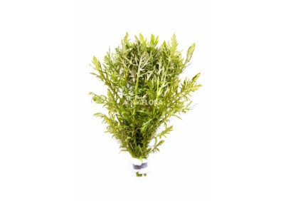 Hygrophila difformis - Bouquet - Bouquets lestés - Comptoir du Poisson exotique