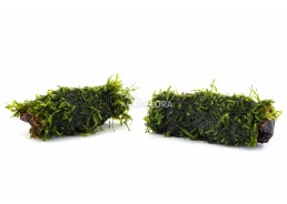 Vesicularia Racine déco nano (5-7cm) - Plantes sur support - Comptoir du Poisson exotique