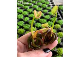 Nymphoides aquatica - Plantes en portion - Comptoir du Poisson exotique