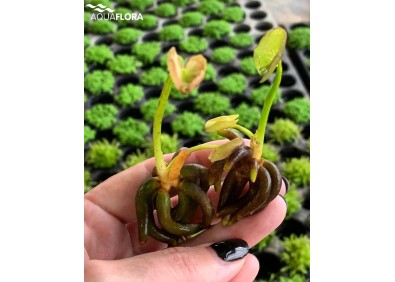 Nymphoides aquatica - Plantes en portion - Comptoir du Poisson exotique