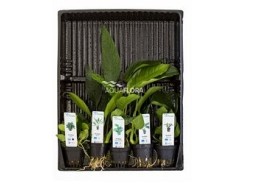 Anubias mix - XL Pot 9cm - Plantes en pots xl - Comptoir du Poisson exotique