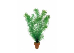 Najas major - pot terre cuite - Plantes en pots terre cuite 3cm - Comptoir du Poisson exotique