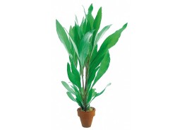 Hygrophila corymbosa 'Angustifolia' - Pot terre cuite - Plantes en pots terre cuite 3cm - Comptoir du Poisson exotique