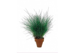 Eleocharis acicularis - Pot terre cuite - Plantes en pots terre cuite 3cm - Comptoir du Poisson exotique