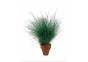 Eleocharis acicularis - Pot terre cuite - Plantes en pots terre cuite 3cm - Comptoir du Poisson exotique