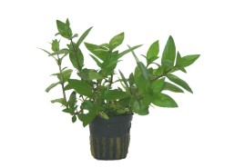 Staurogyne species - Pot 5,5cm - Plantes en pots de 5,5cm - aquarium - Comptoir du Poisson exotique