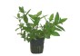 Staurogyne species - Pot 5,5cm - Plantes en pots de 5,5cm - aquarium - Comptoir du Poisson exotique