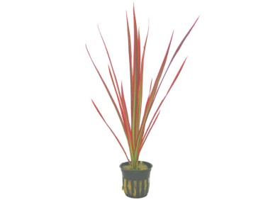 Dracaena 'Colorama' - Pot 5,5cm - Plantes en pots de 5.5 cm - terrarium - Comptoir du Poisson exotique