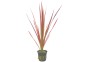 Dracaena 'Colorama' - Pot 5,5cm - Plantes en pots de 5.5 cm - terrarium - Comptoir du Poisson exotique