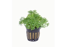 Ranunculus inundatus - Pot 5,5cm - Plantes en pots de 5,5cm - aquarium - Comptoir du Poisson exotique