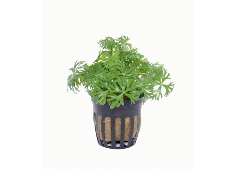 Ranunculus inundatus - Pot 5,5cm - Plantes en pots de 5,5cm - aquarium - Comptoir du Poisson exotique