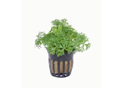 Ranunculus inundatus - Pot 5,5cm - Plantes en pots de 5,5cm - aquarium - Comptoir du Poisson exotique
