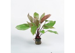 Echinodorus 'Fantasy' - Pot 5,5cm - Plantes en pots de 5,5cm - aquarium - Comptoir du Poisson exotique