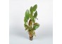 Echinodorus 'Red Chili' - Pot 5,5cm - Plantes en pots de 5,5cm - aquarium - Comptoir du Poisson exotique