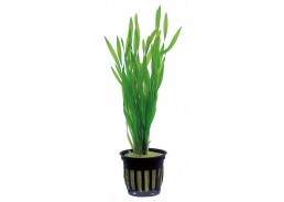 Vallisneria spiralis 'Torta' - Pot 5,5cm - Plantes en pots de 5,5cm - aquarium - Comptoir du Poisson exotique