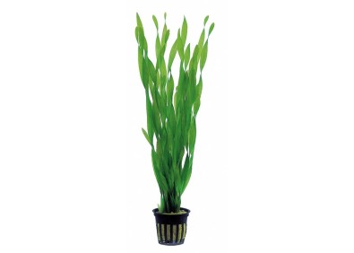 Vallisneria asiatica - pot 5,5cm - Plantes en pots de 5,5cm - aquarium - Comptoir du Poisson exotique