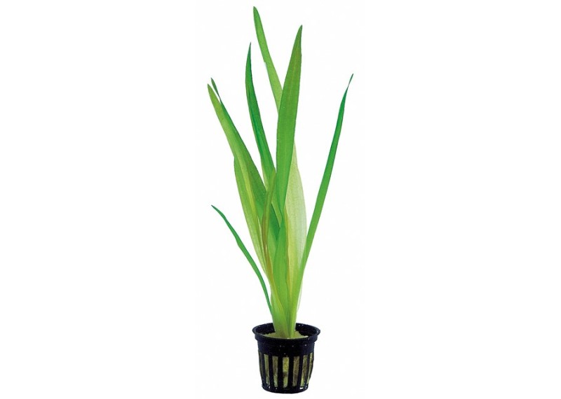 Vallisneria australis (gigantea) - Pot 5,5cm - Plantes en pots de 5,5cm - aquarium - Comptoir du Poisson exotique
