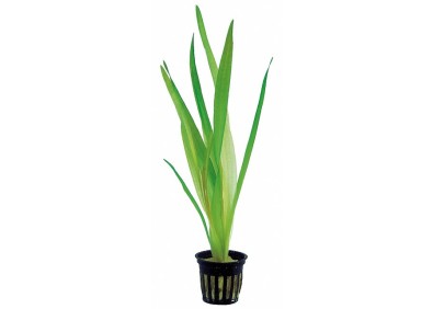 Vallisneria australis (gigantea) - Pot 5,5cm - Plantes en pots de 5,5cm - aquarium - Comptoir du Poisson exotique