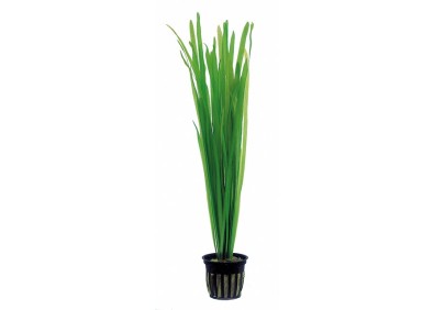 Vallisneria spiralis - Pot 5,5cm - Plantes en pots de 5,5cm - aquarium - Comptoir du Poisson exotique