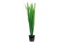 Vallisneria spiralis - Pot 5,5cm - Plantes en pots de 5,5cm - aquarium - Comptoir du Poisson exotique